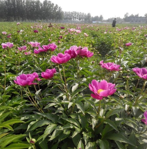 1629099437871434.jpg 1629099433(1).jpg