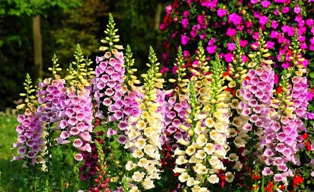 1629099815974330.jpg 1629099812(1).jpg