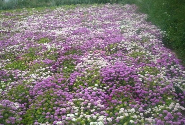 1629099945304849.jpg 1629099941(1).jpg