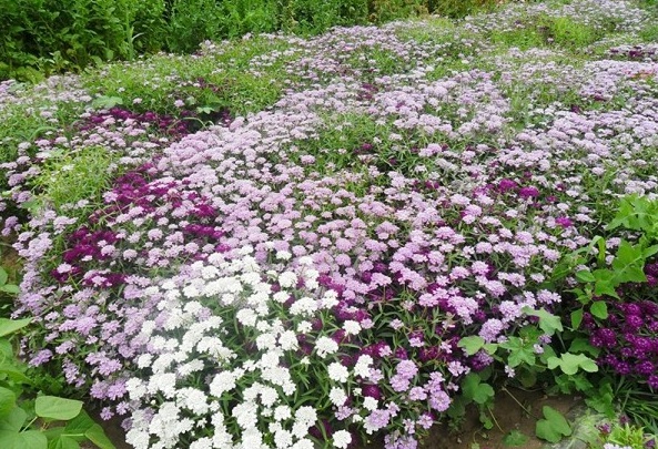 1629099958312003.jpg 1629099953(1).jpg