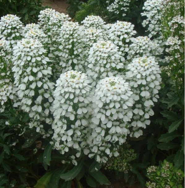 1629099971967756.jpg 1629099967(1).jpg