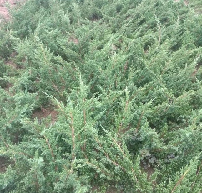 1629100029754479.jpg 1629100026.jpg