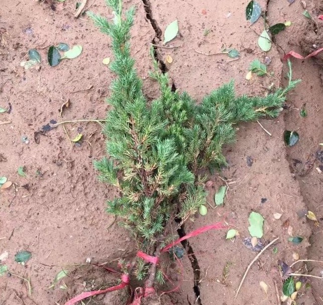 1629100055936260.jpg 1629100052.jpg