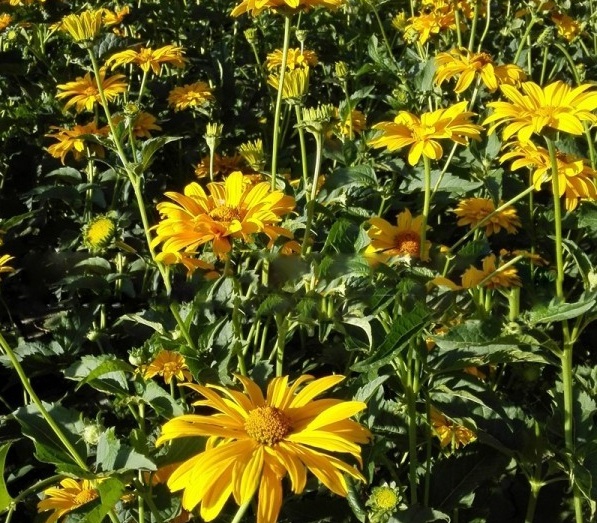 1629100230402153.jpg 1629100227(1).jpg