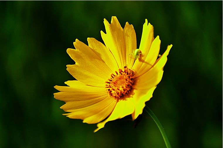 科普 | 金雞菊、金盞菊、金光菊、日光菊你能分得清嗎?