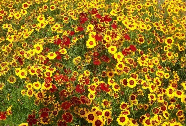 1629100418525904.jpg 1629100416.jpg