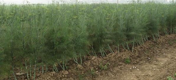 1629100705992649.jpg 1629100693.jpg