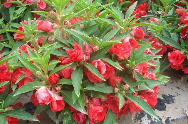 鳳仙花又叫指甲花,應該如何播種