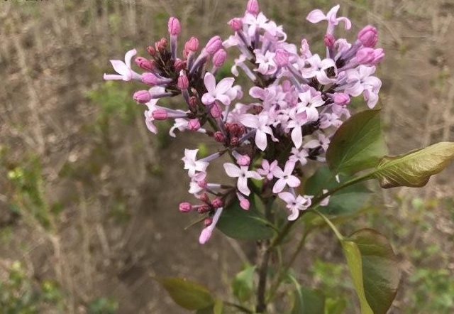 1629101100164691.jpg 1629101096(1).jpg