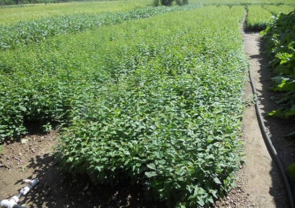 1629101119503033.jpg 1629101112(1).jpg