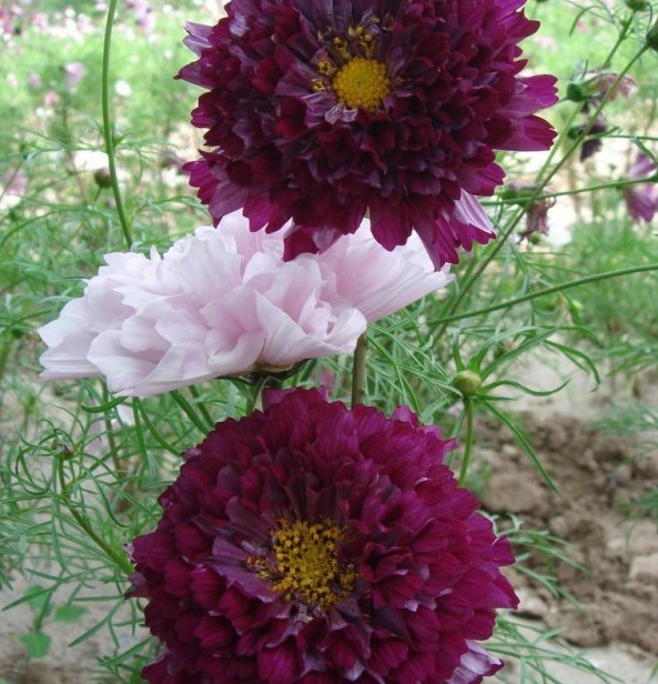 1629101241389788.jpg 1629101237(1).jpg