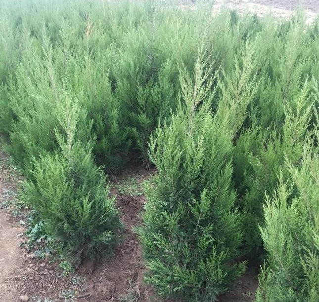 1629101684396962.jpg 1629101680(1).jpg