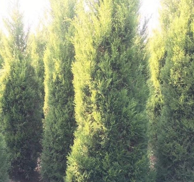 1629101698174273.jpg 1629101694(1).jpg