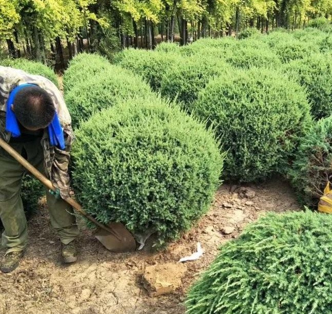 1629101829138442.jpg 1629101826.jpg