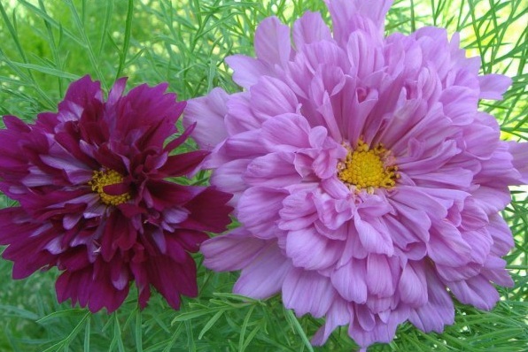 1629102090192492.jpg 1629102087(1).jpg