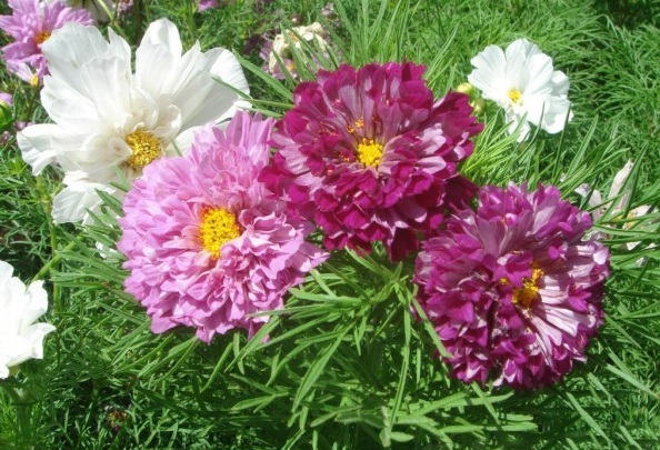 1629102118559409.jpg 1629102113(1).jpg