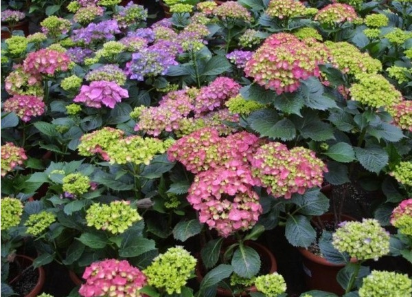 1629102836541932.jpg 1629102833(1).jpg