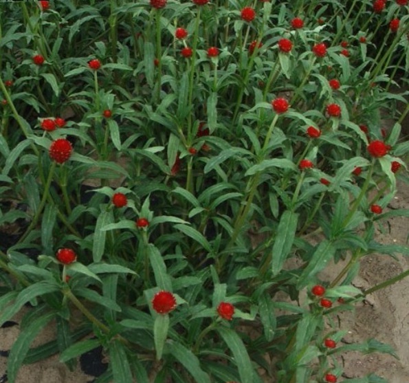 1629102914832611.jpg 1629102910(1).jpg