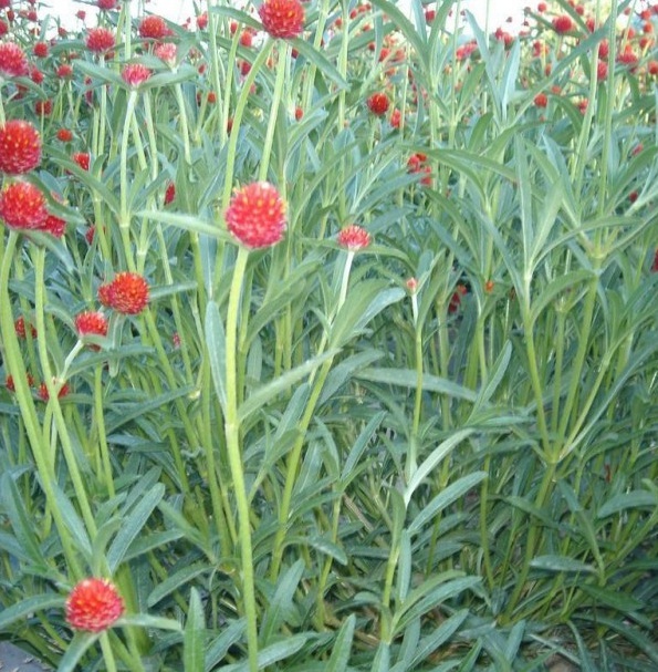 1629102927146809.jpg 1629102923(1).jpg