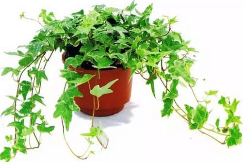 1629111545921743.jpg 1629111545921743.jpg