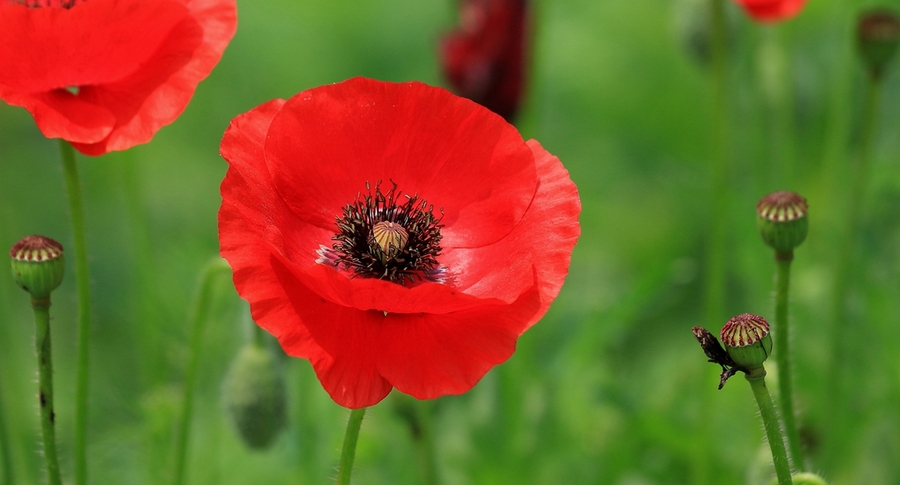 1629115077260557.jpg 1629115077260557.jpg