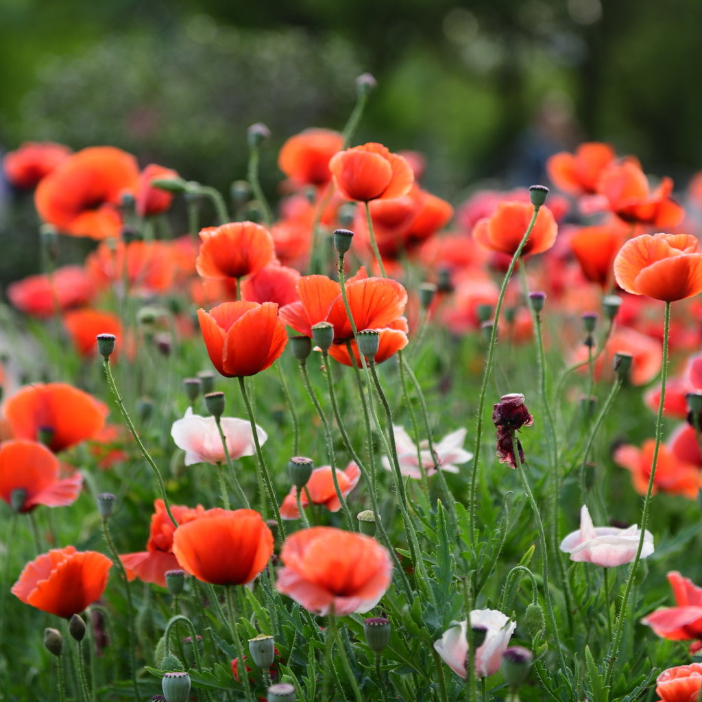 1629115234598390.jpg 1629115234598390.jpg