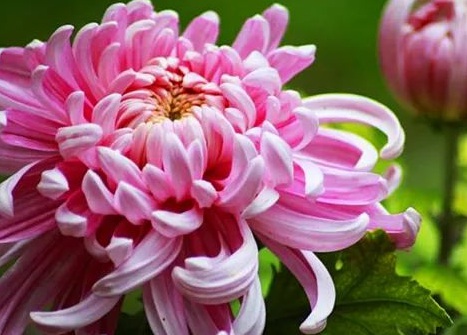 1629122018166008.jpg image.jpg