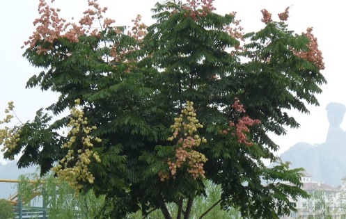 1629122460505438.jpg image.jpg