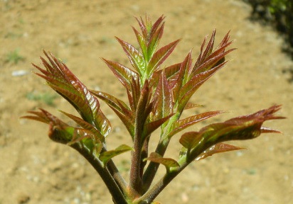 1629122733507672.jpg image.jpg