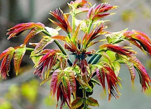 1629122744638202.jpg image.jpg