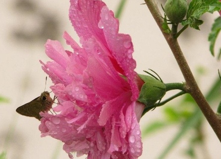 1629123615330681.jpg image.jpg