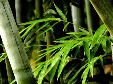 1629123721466327.jpg image.jpg