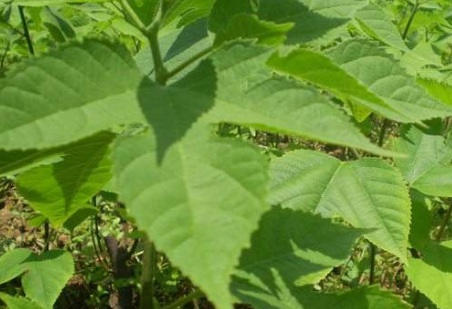 1629123980274290.jpg image.jpg