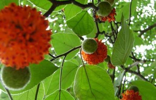 1629123995910915.jpg image.jpg