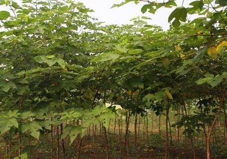 1629124004542773.jpg image.jpg