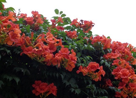 1629124097682347.jpg image.jpg