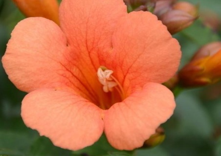 1629124113370207.jpg image.jpg