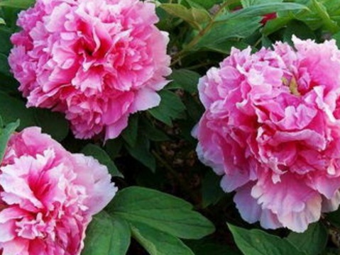 1629124316209002.jpg image.jpg