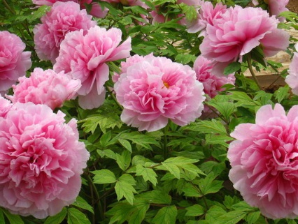 1629124328188397.jpg image.jpg