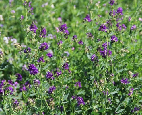 1629124568142132.jpg image.jpg