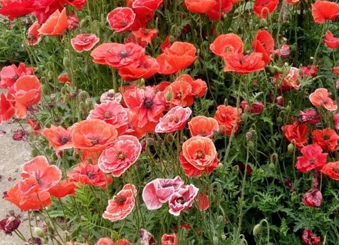 1629124962672950.jpg image.jpg