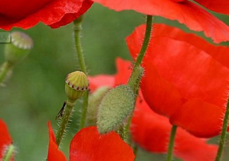 1629124985350278.jpg image.jpg