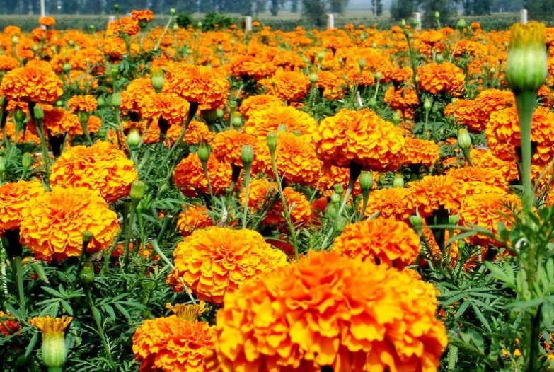 1629183944940189.jpg 萬壽菊33333333333333333333333.jpg