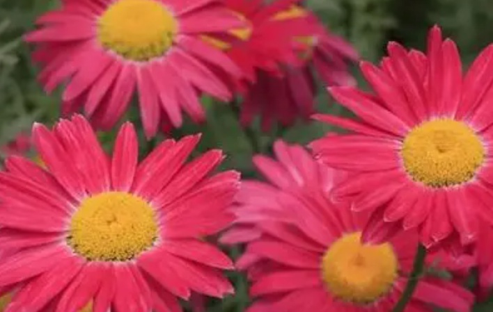 1629184437190504.jpg 除蟲菊1.jpg