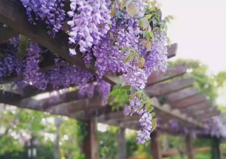 1629185305475137.jpg 紫水晶瀑布.jpg