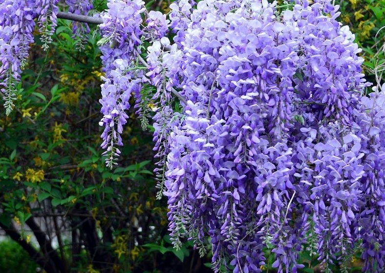 1629185335722955.jpg 紫藤6666666666.jpg