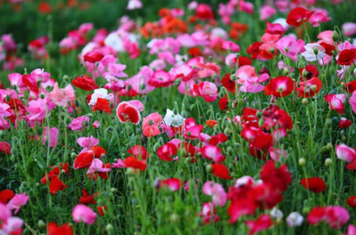 1629187190917672.jpg 冰島虞美人1111.jpg