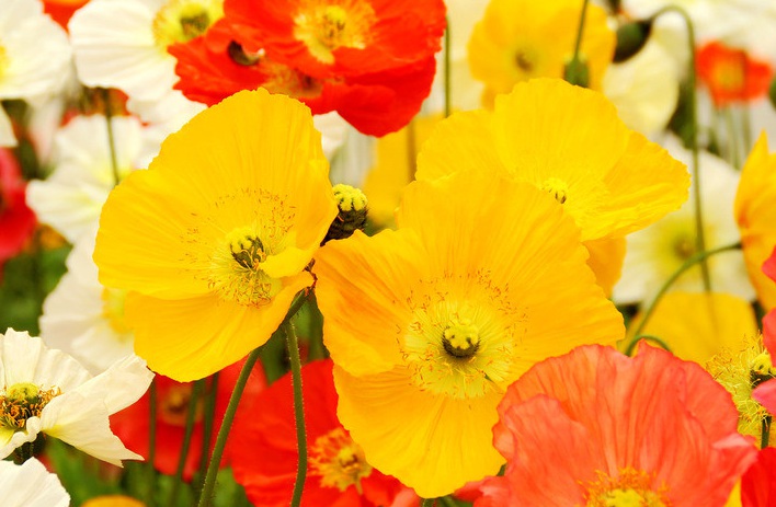 1629187268534788.jpg 虞美人66666666666.jpg