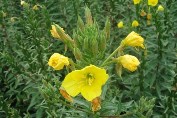 1629190875884535.jpg 1629190872.jpg