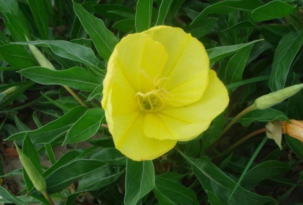 1629190892881474.jpg 1629190888(1).jpg